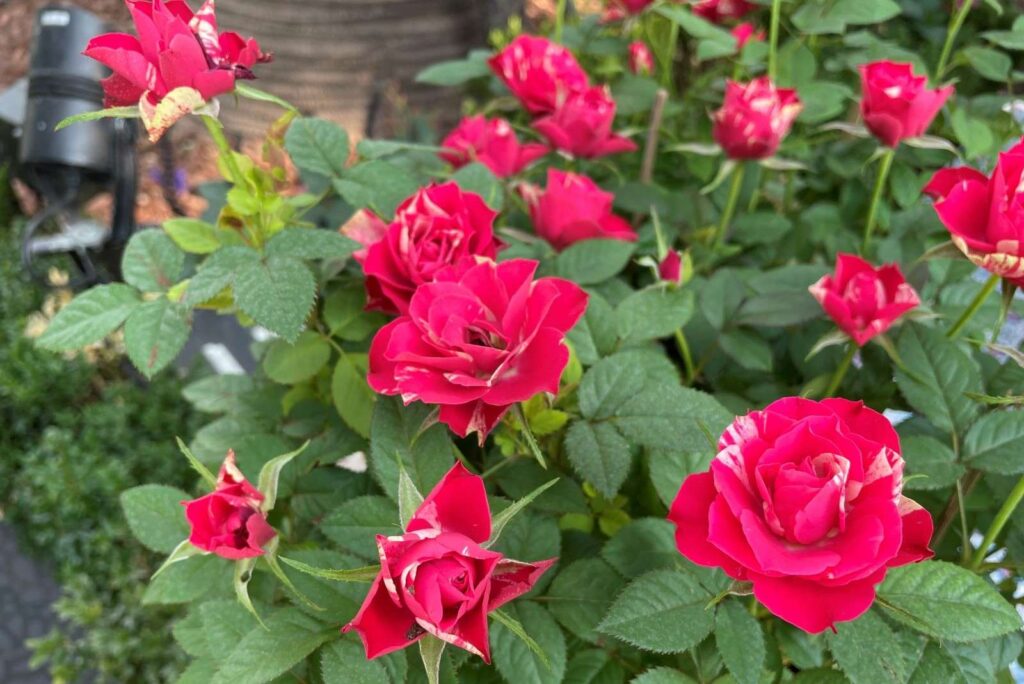 Roses in Gardens by The Bay