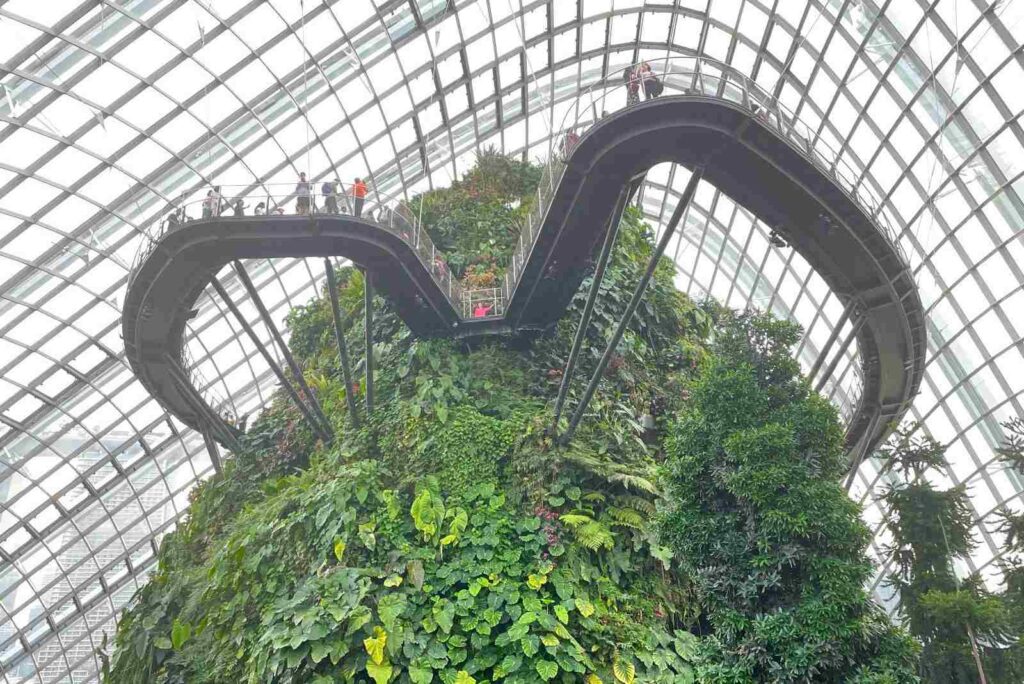 Cloud Forest