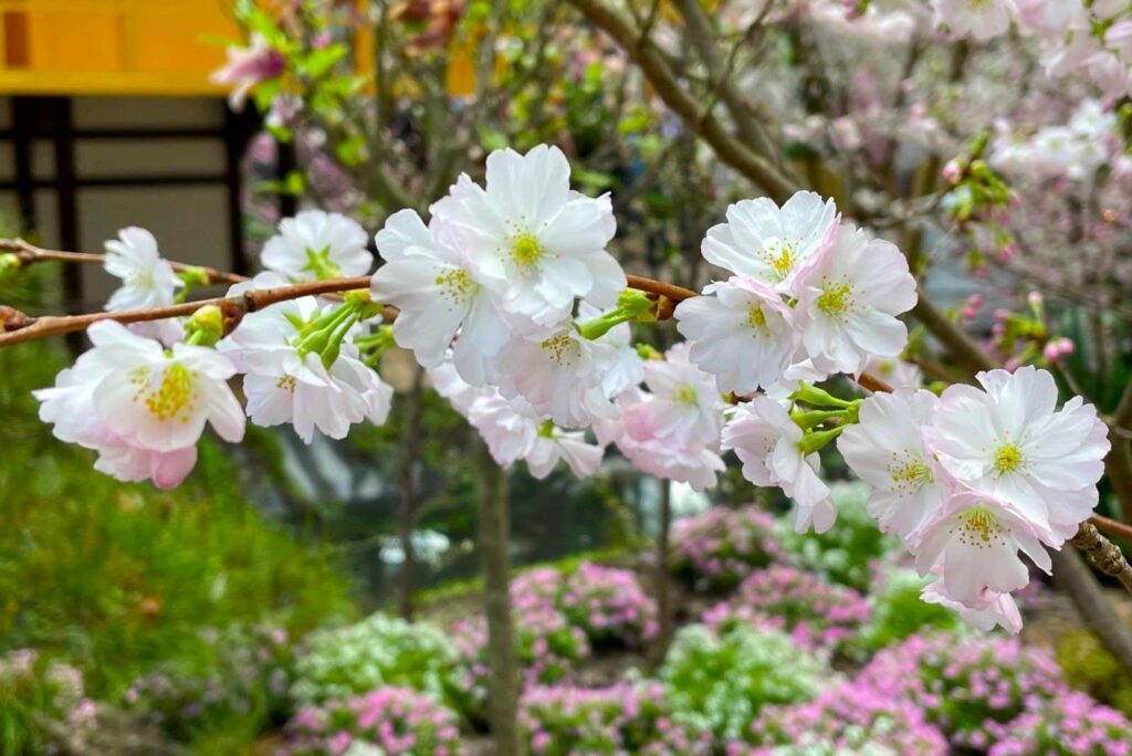 Sakura in Flower Dome